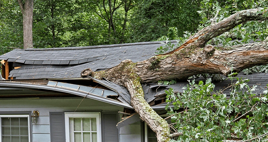 Tree impact