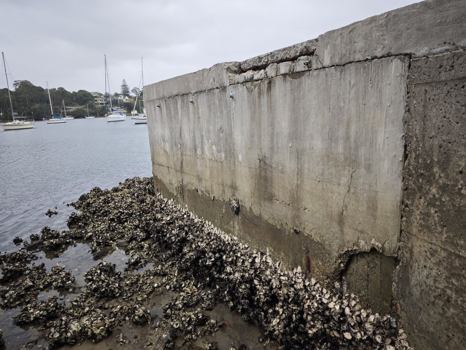 Concrete seawall face at the waterline, Hunters Hill NSW
